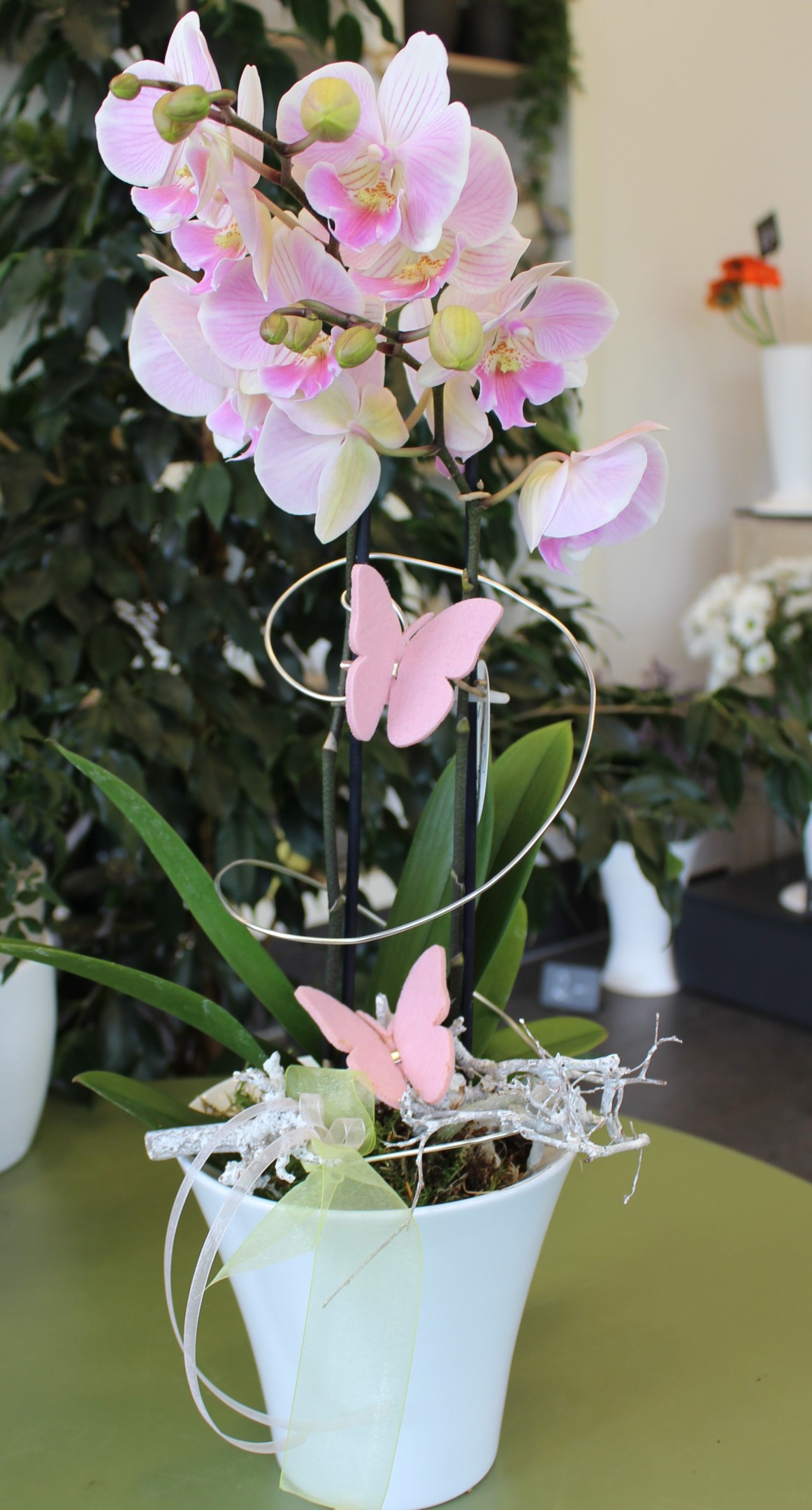 Rosa Orchidee mit Übertopf Bild 1