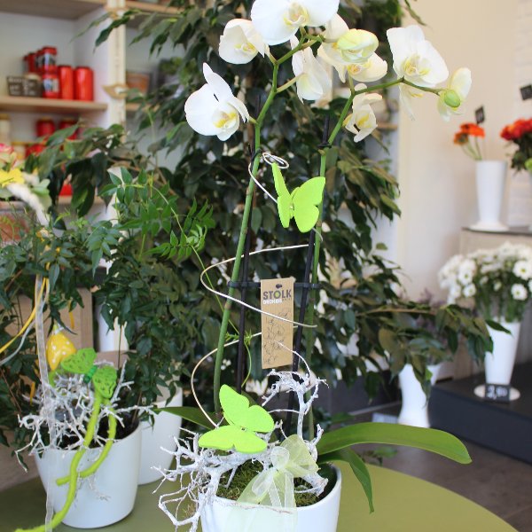 Weiße Orchidee mit Übertopf Bild 1